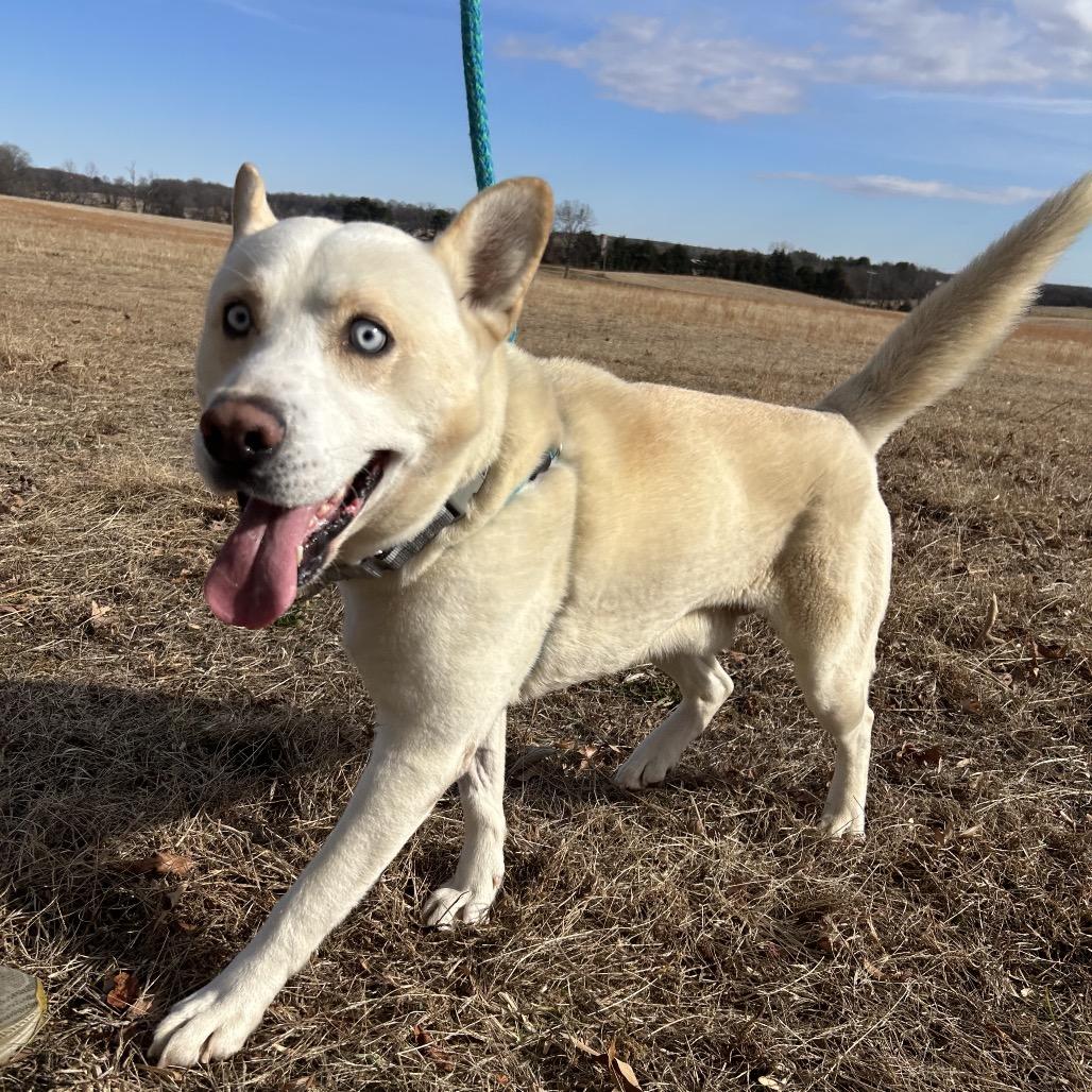 Enlarge Reign, a Adoptable Mixed Breed in Fredericksburg, VA image 4/6