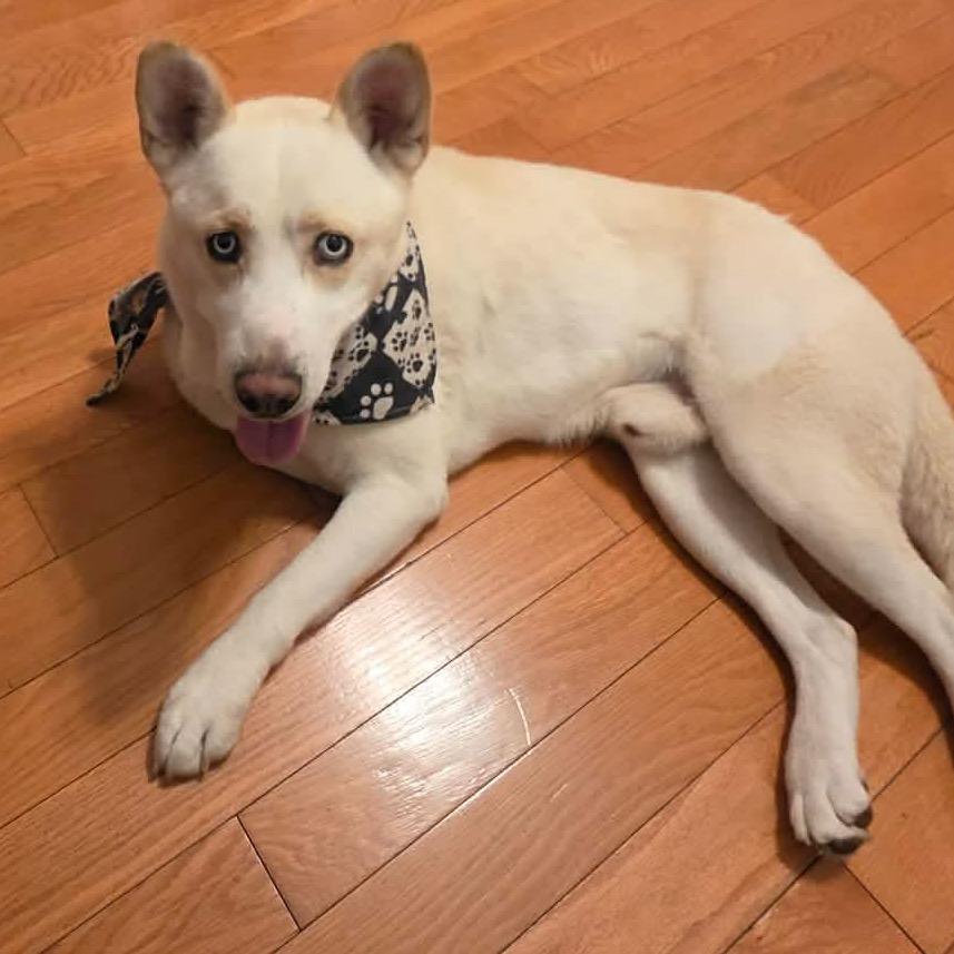 Enlarge Reign, a Adoptable Mixed Breed in Fredericksburg, VA image 4/5