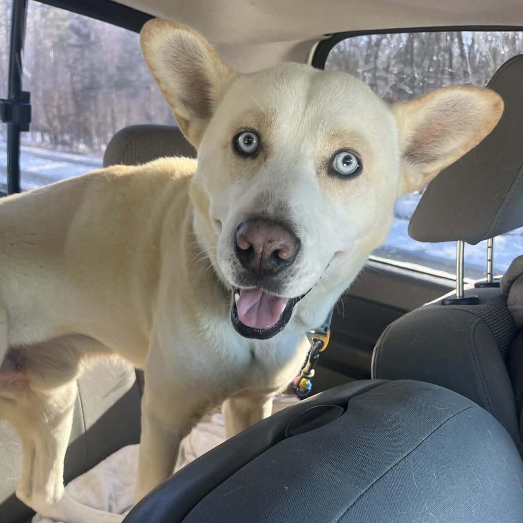 Enlarge Reign, a Adoptable Mixed Breed in Fredericksburg, VA image 5/6