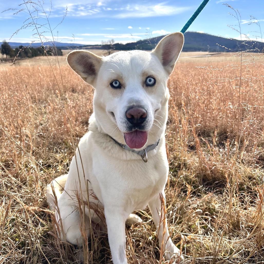 Reign, a Adoptable Mixed Breed in Fredericksburg, VA image 3/5