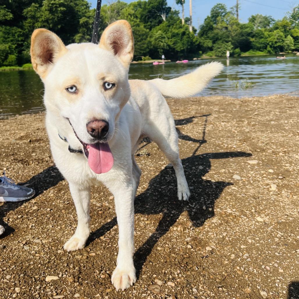 Reign, a Adoptable Mixed Breed in Fredericksburg, VA image 3/3