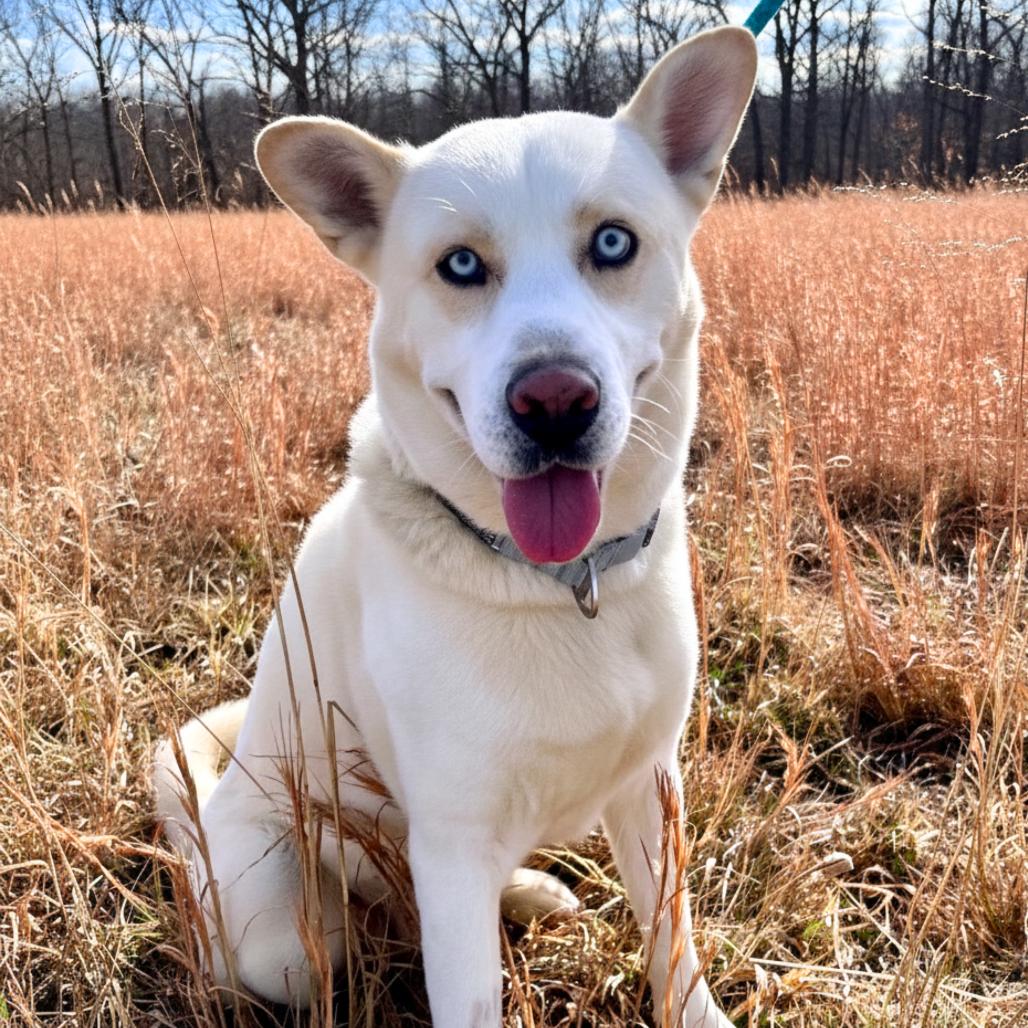 Enlarge Reign, a Adoptable Mixed Breed in Fredericksburg, VA image 6/6