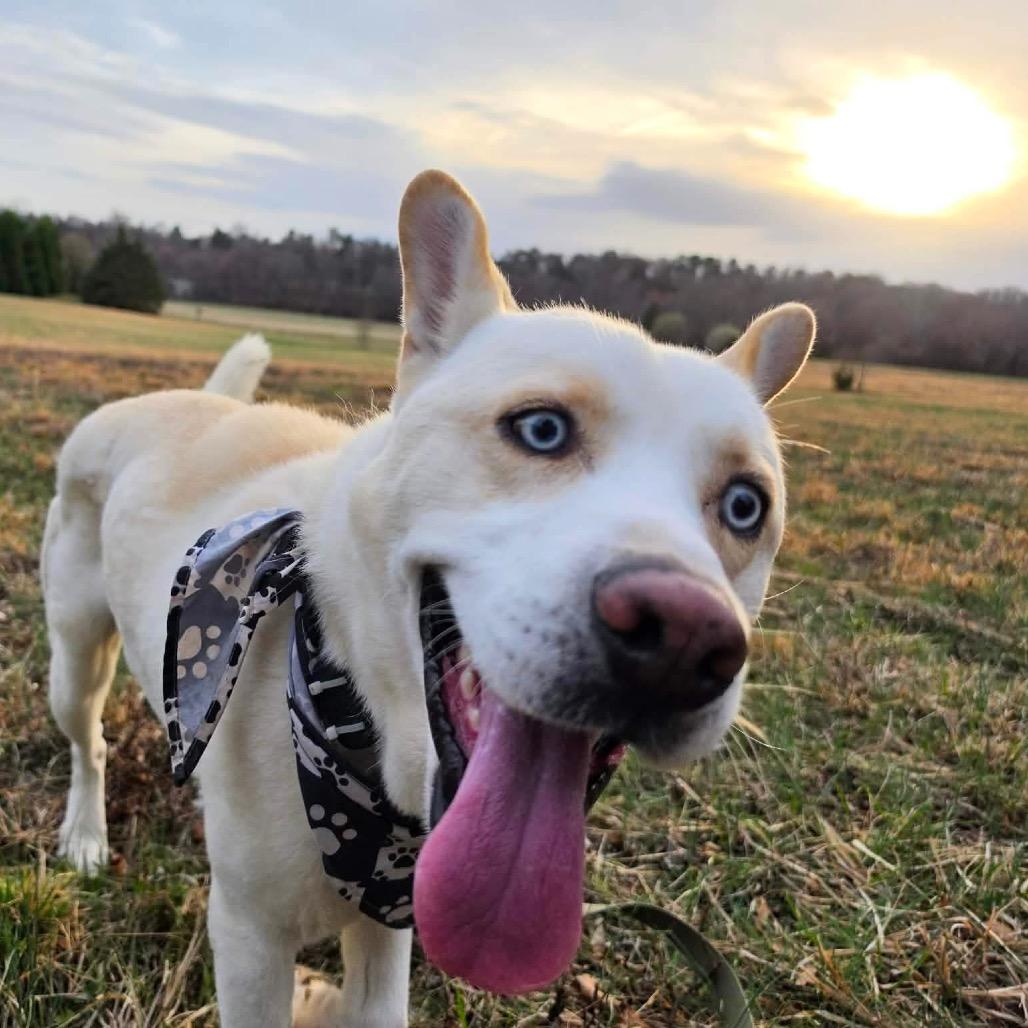 Enlarge Reign, a Adoptable Mixed Breed in Fredericksburg, VA image 3/3