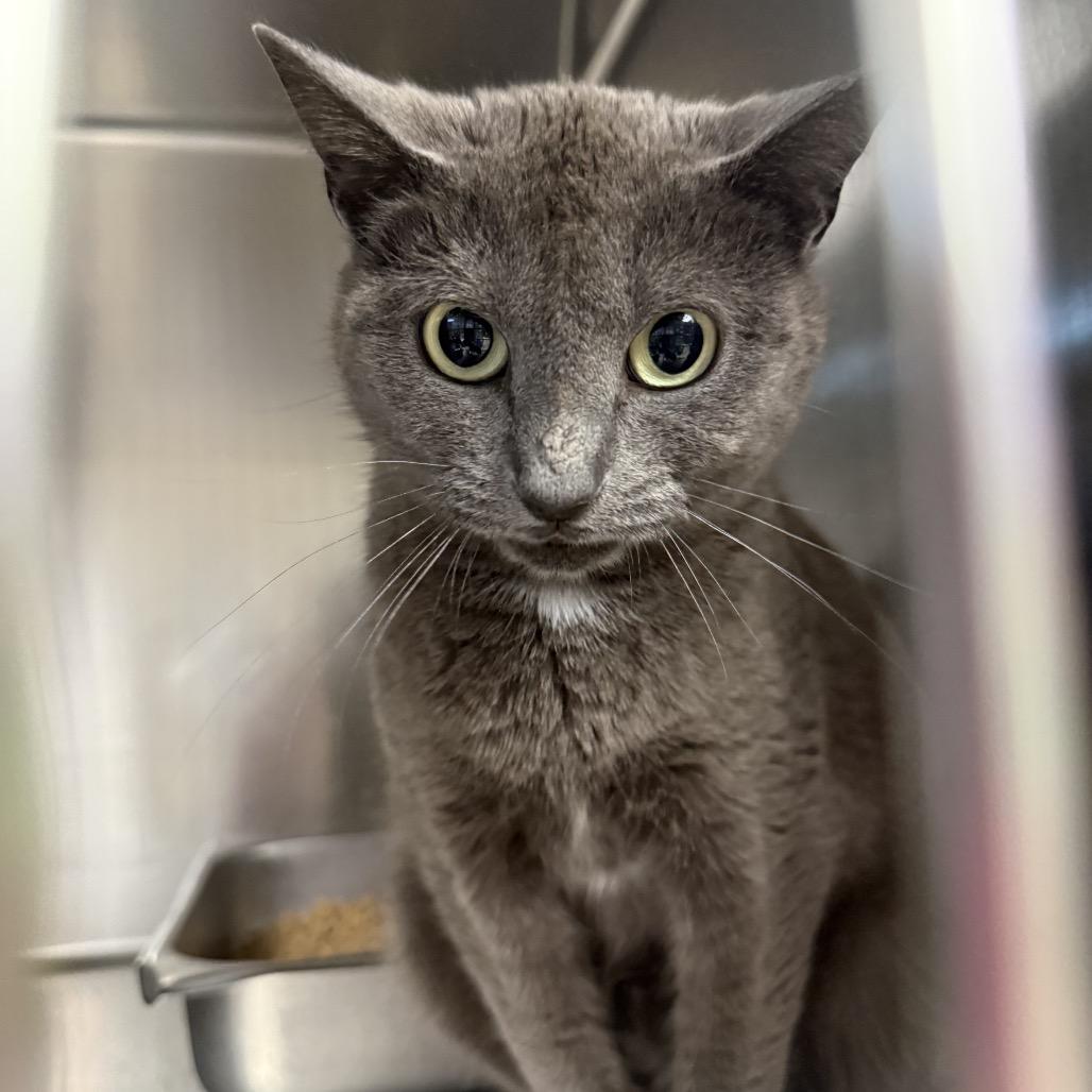 Enlarge Kortana E-1, a Adoptable Domestic Short Hair in Windsor, VA image 1/1