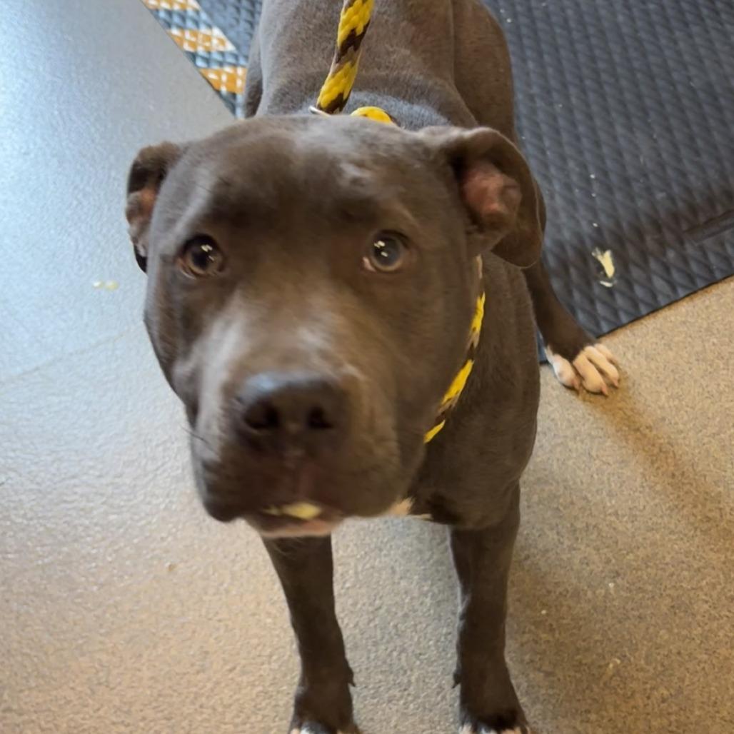 Mildred, a Adoptable Pit Bull Terrier in Council Bluffs, IA image 1/4