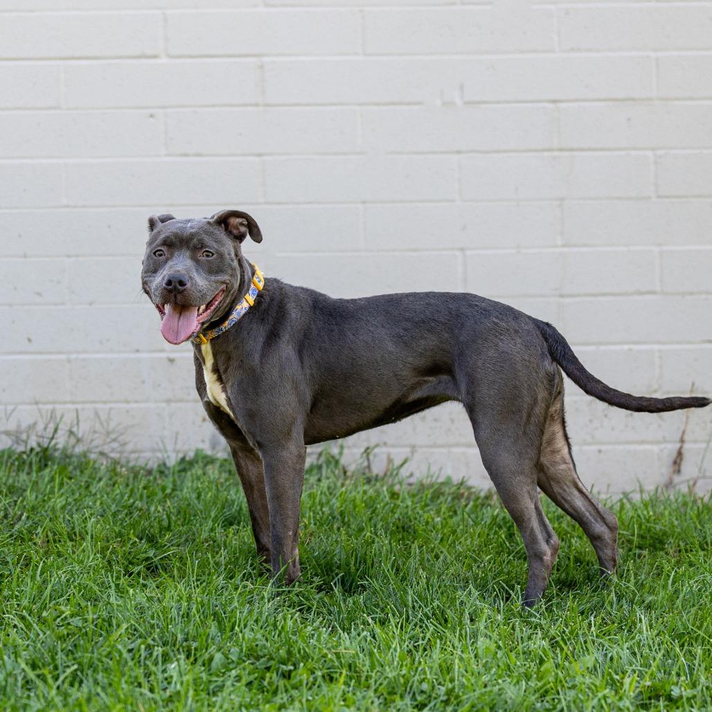 Mildred, a Adoptable Pit Bull Terrier in Council Bluffs, IA image 3/4