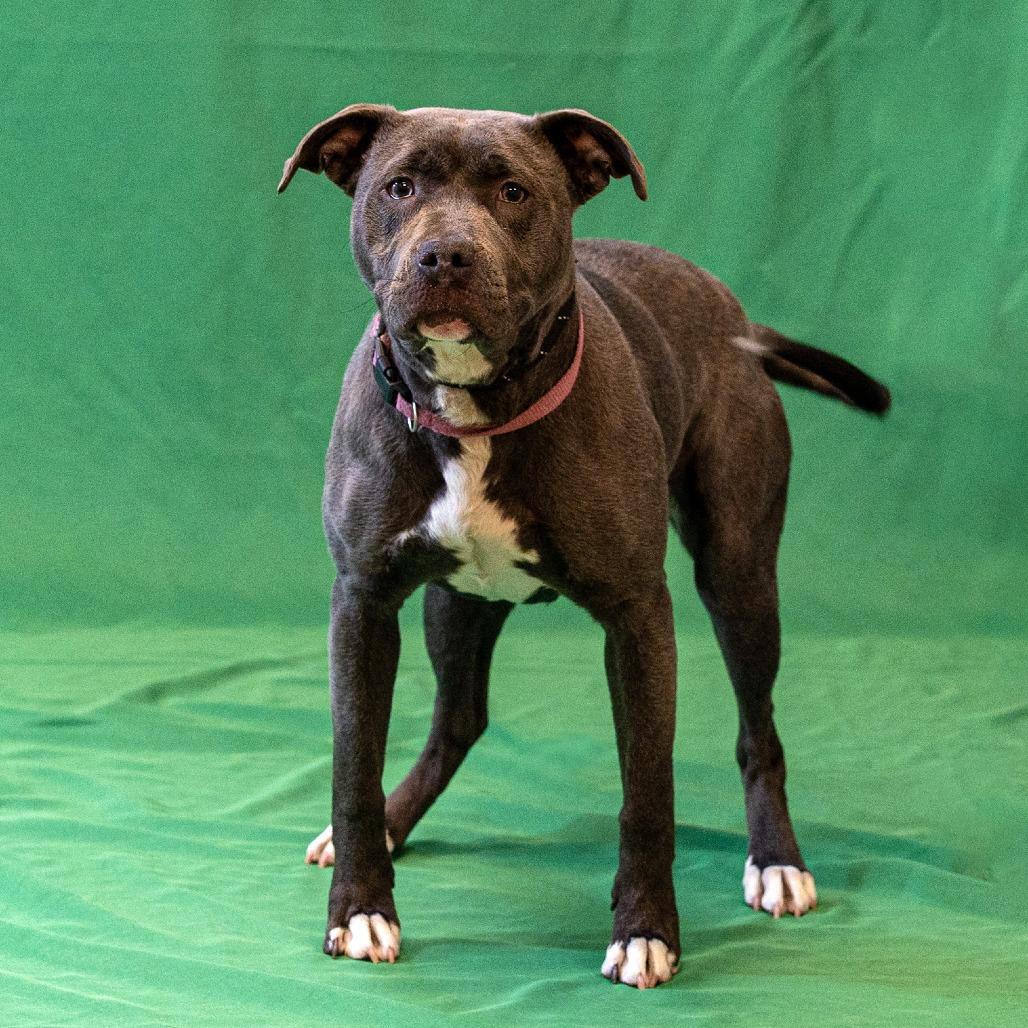 Mildred, a Adoptable Pit Bull Terrier in Council Bluffs, IA image 4/4