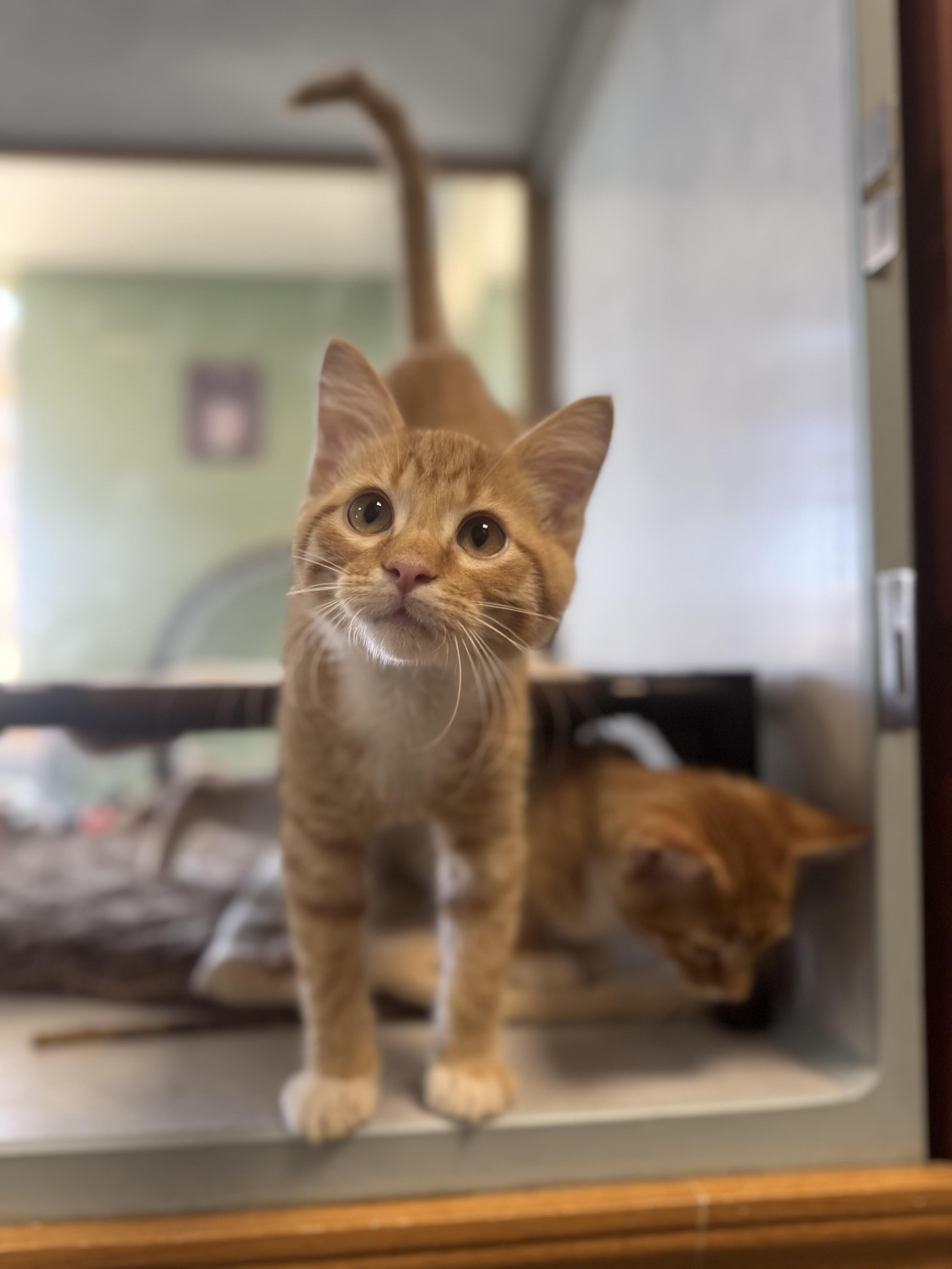 Enlarge Freddy, a Adopted Domestic Short Hair in Eagle, CO image 1/4