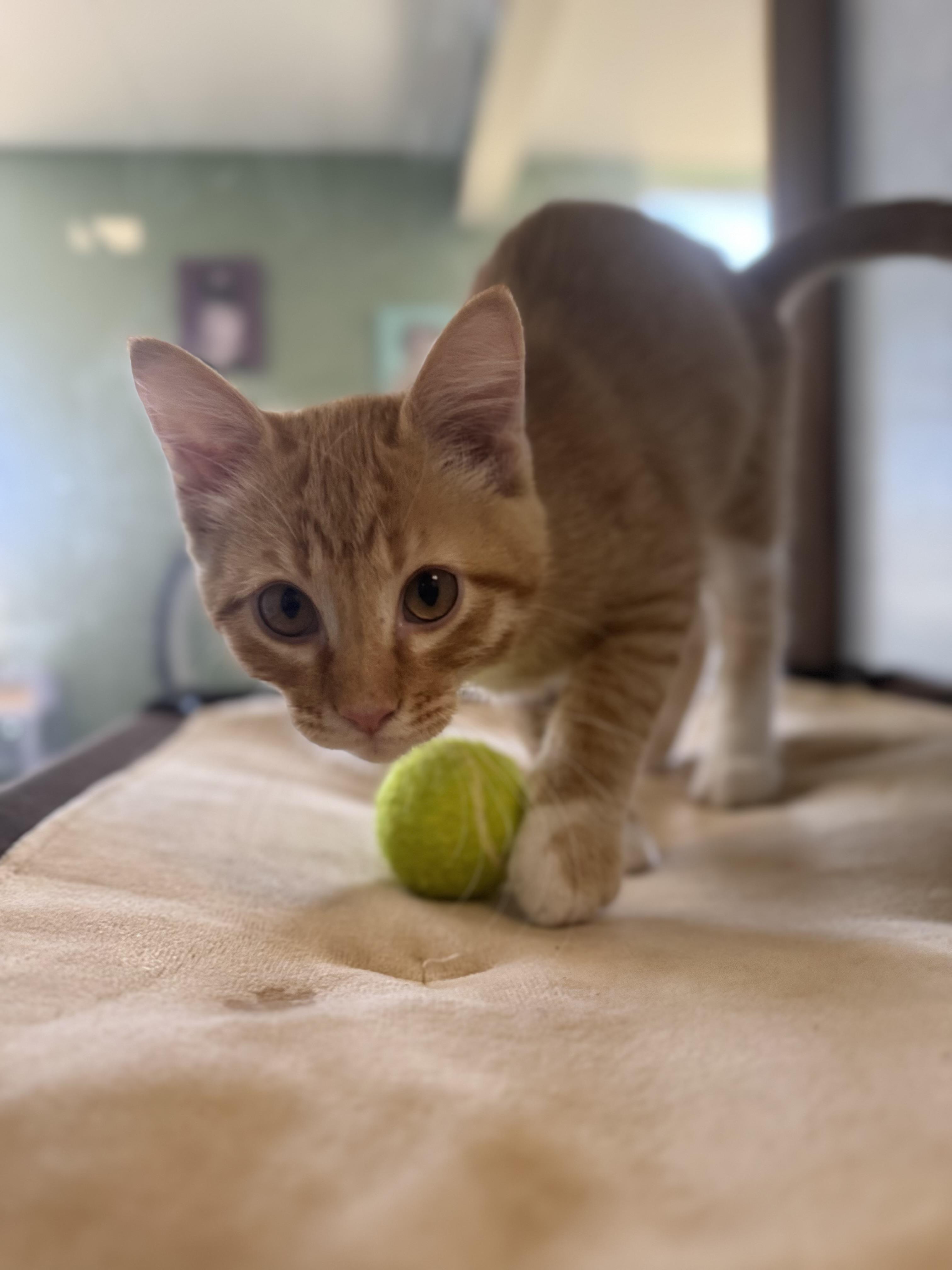Enlarge Freddy, a Adopted Domestic Short Hair in Eagle, CO image 3/4