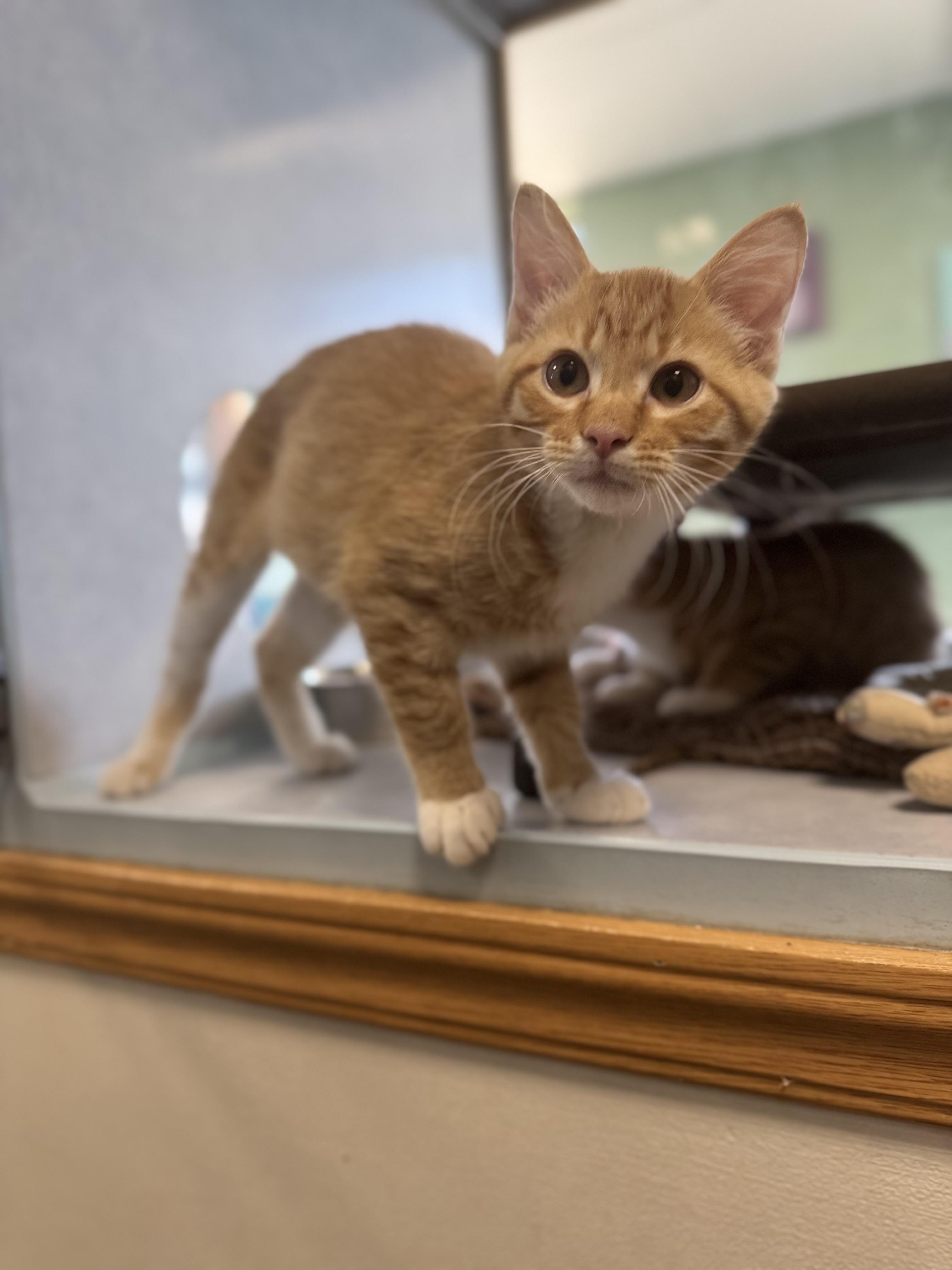 Enlarge Freddy, a Adopted Domestic Short Hair in Eagle, CO image 4/4