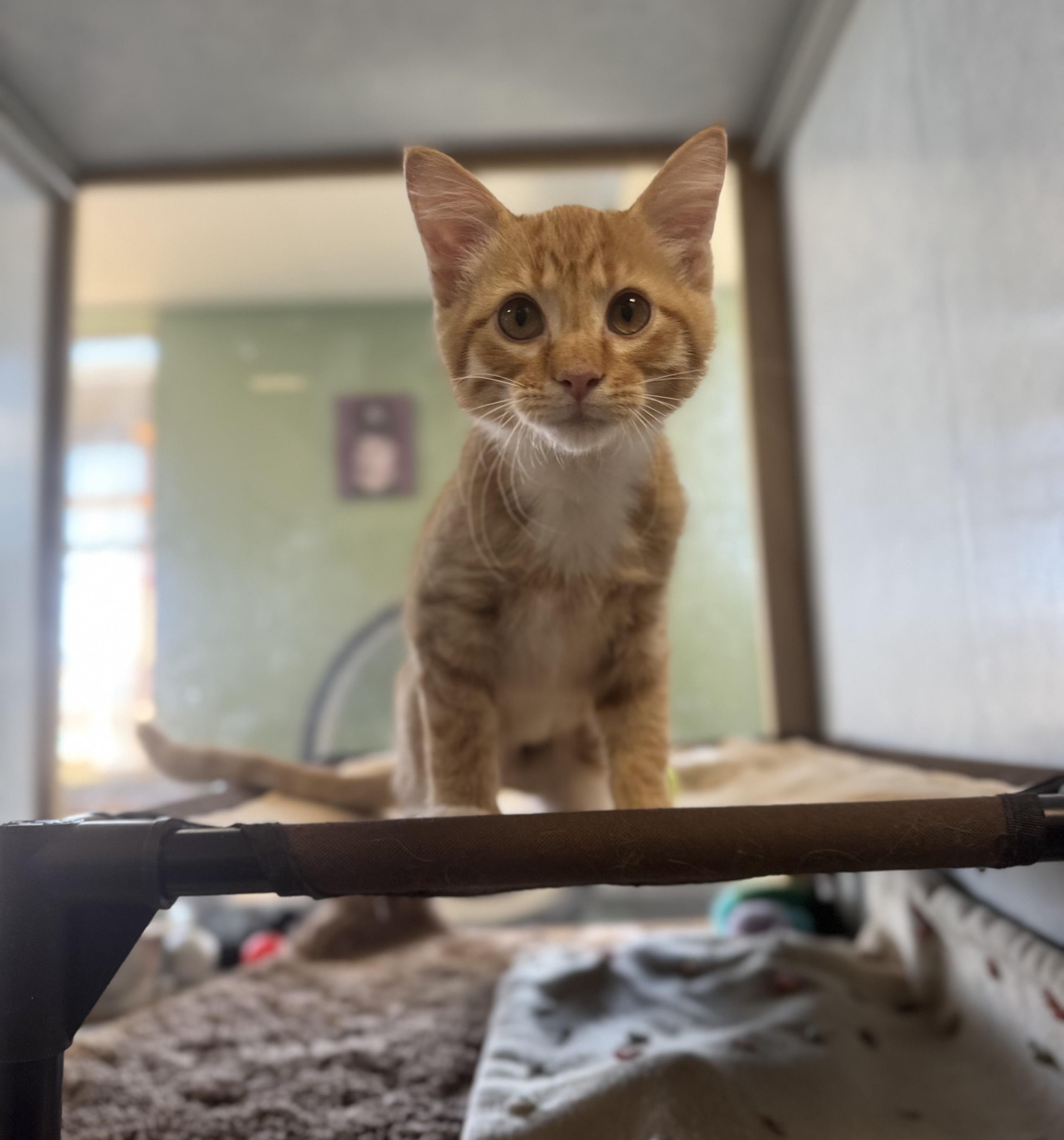Enlarge Freddy, a Adopted Domestic Short Hair in Eagle, CO image 2/4