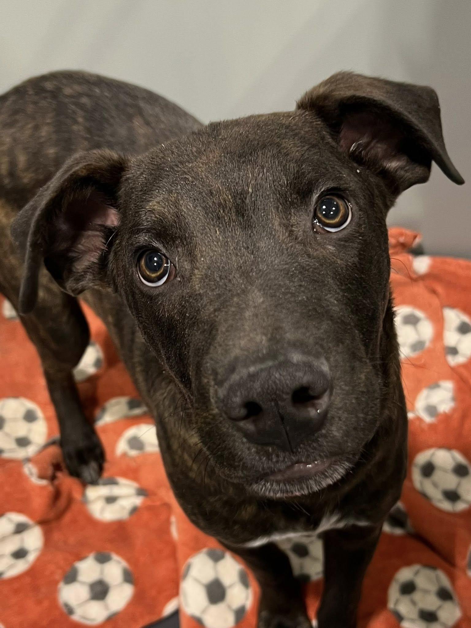 Runt, adopted, Young Male Mixed Breed.