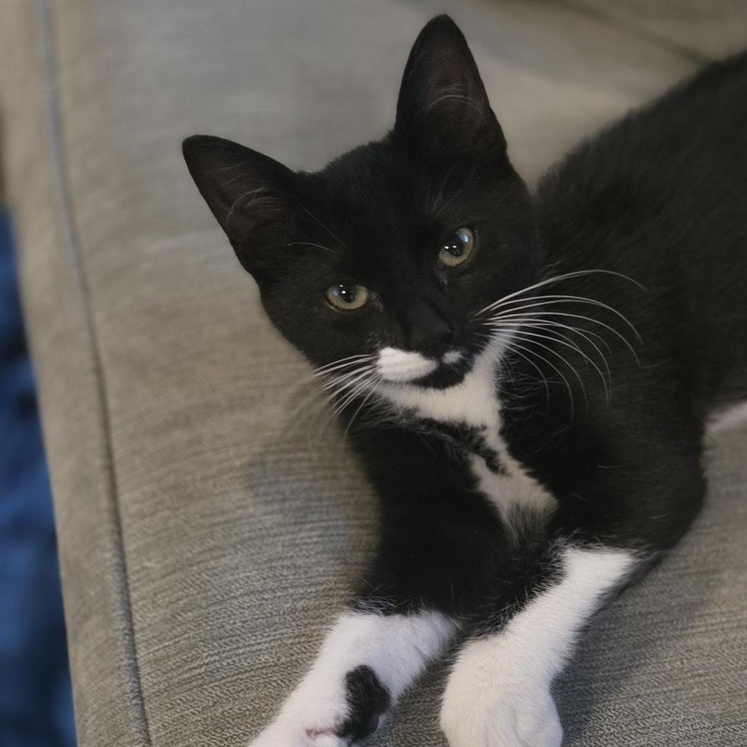 Katie, a ADOPTABLE Domestic Short Hair in Denver, CO image 2/6