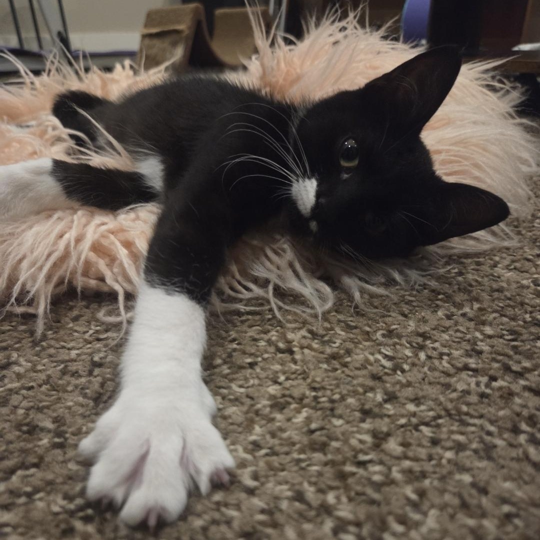 Katie, a ADOPTABLE Domestic Short Hair in Denver, CO image 3/6
