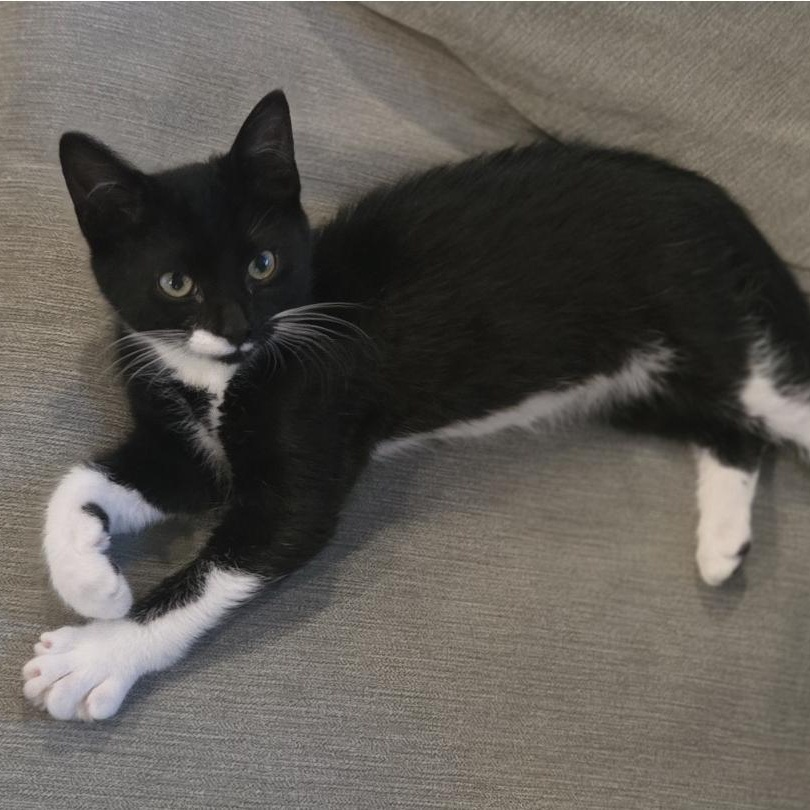 Katie, ADOPTABLE, Kitten Female Domestic Short Hair.
