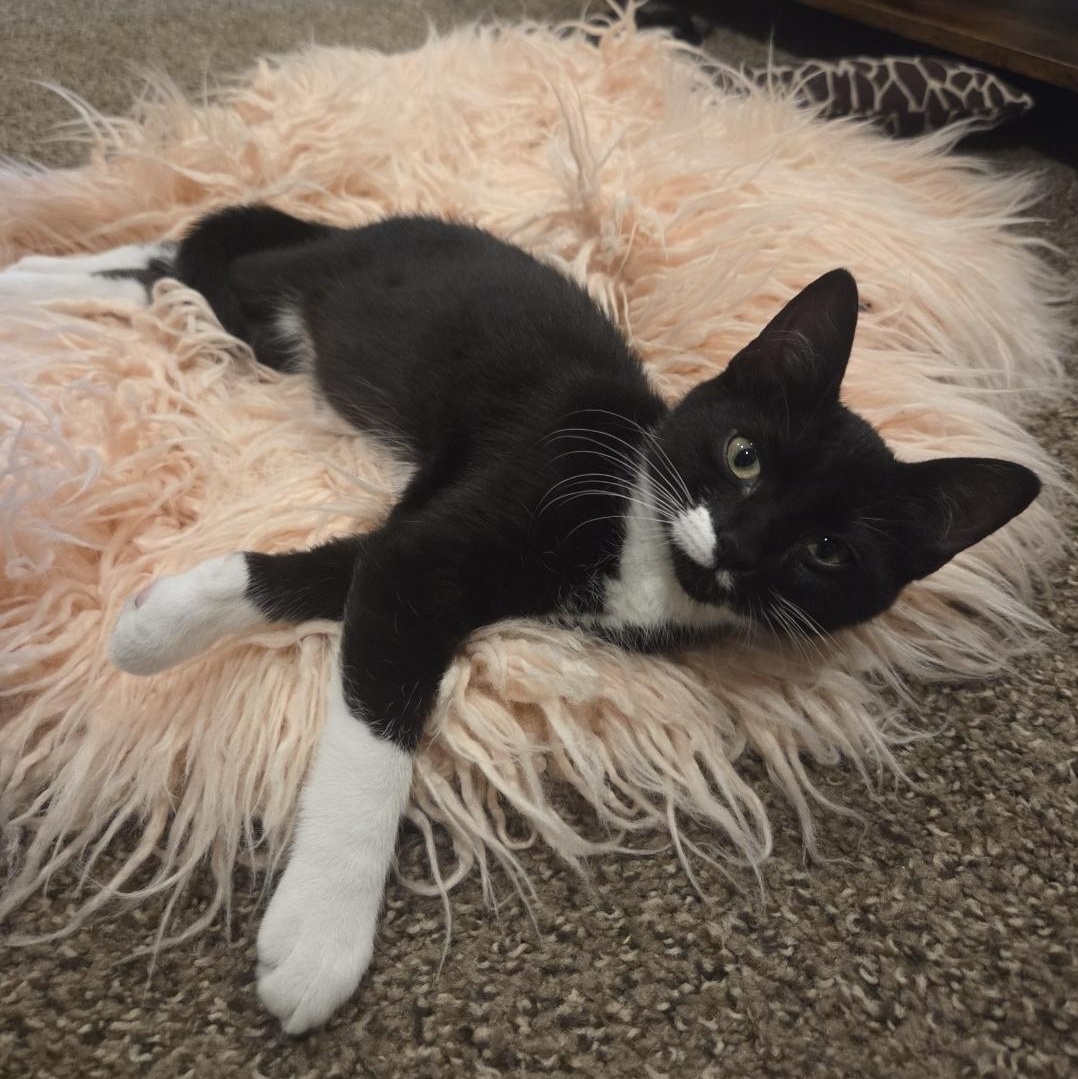Katie, a ADOPTABLE Domestic Short Hair in Denver, CO image 5/6