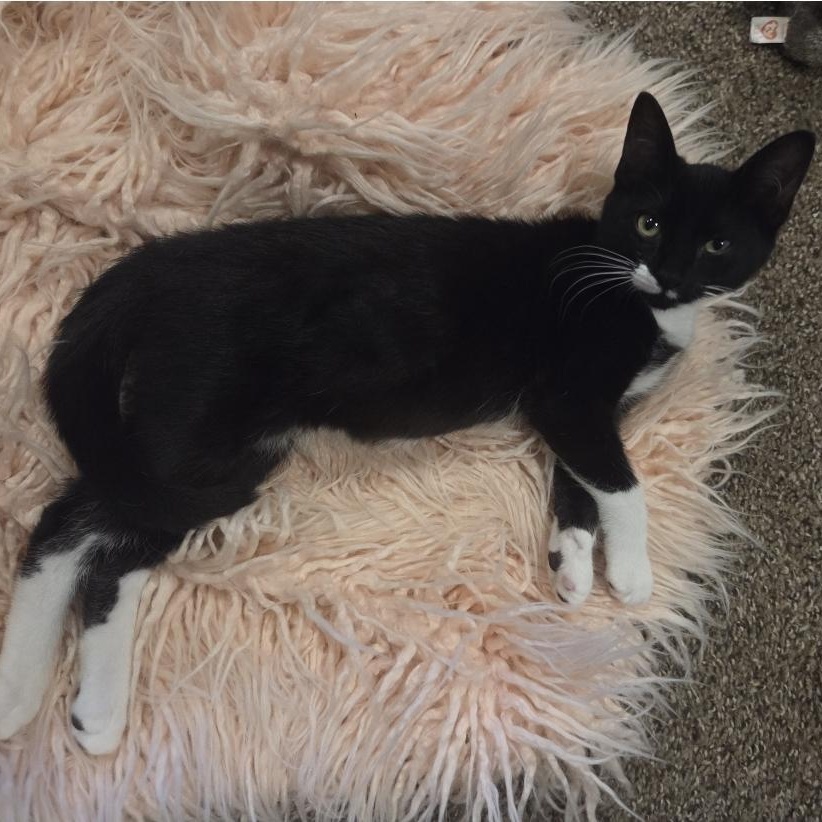 Katie, a ADOPTABLE Domestic Short Hair in Denver, CO image 4/6