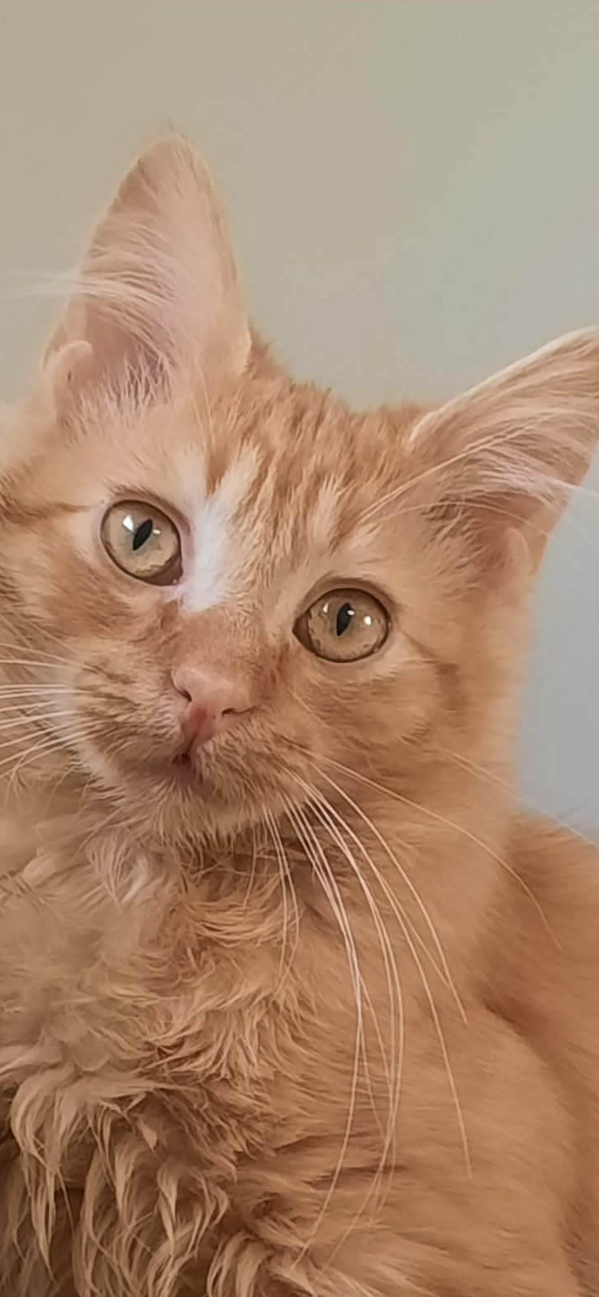 Bam Bam, adopted, Kitten Male Domestic Long Hair.