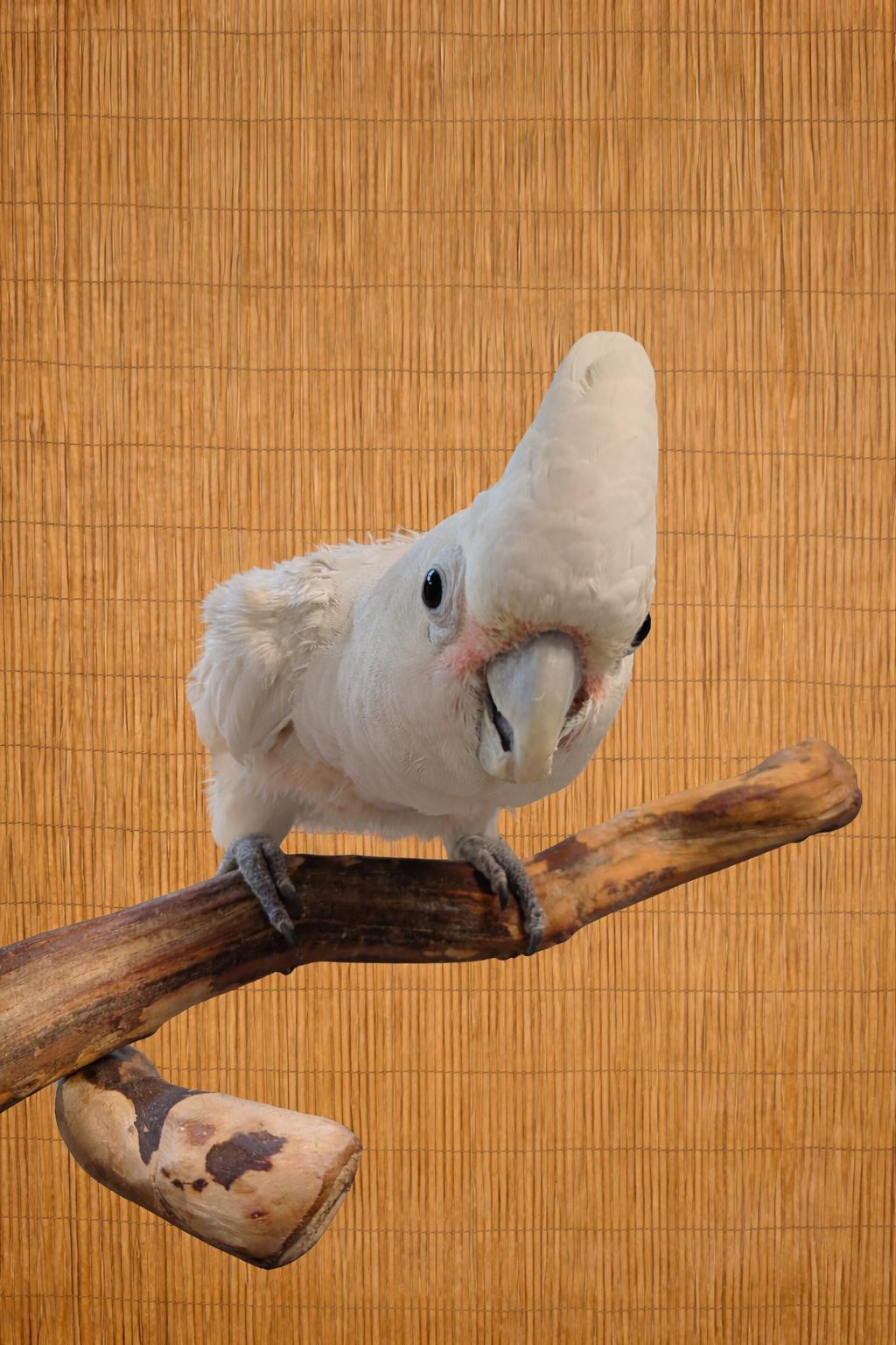 Melrose The M YO Goffins Cockatoo-Available Soon, a ADOPTABLE Cockatoo in Vancouver, WA image 2/4