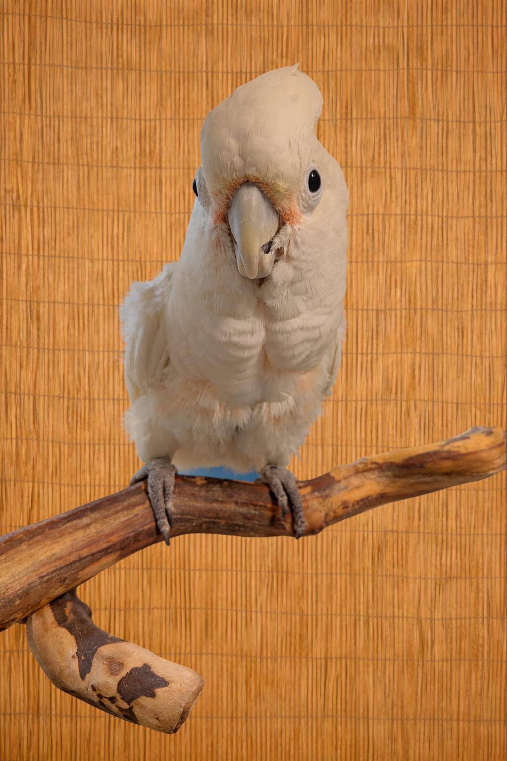 Melrose The M YO Goffins Cockatoo-Available Soon, a ADOPTABLE Cockatoo in Vancouver, WA image 1/4