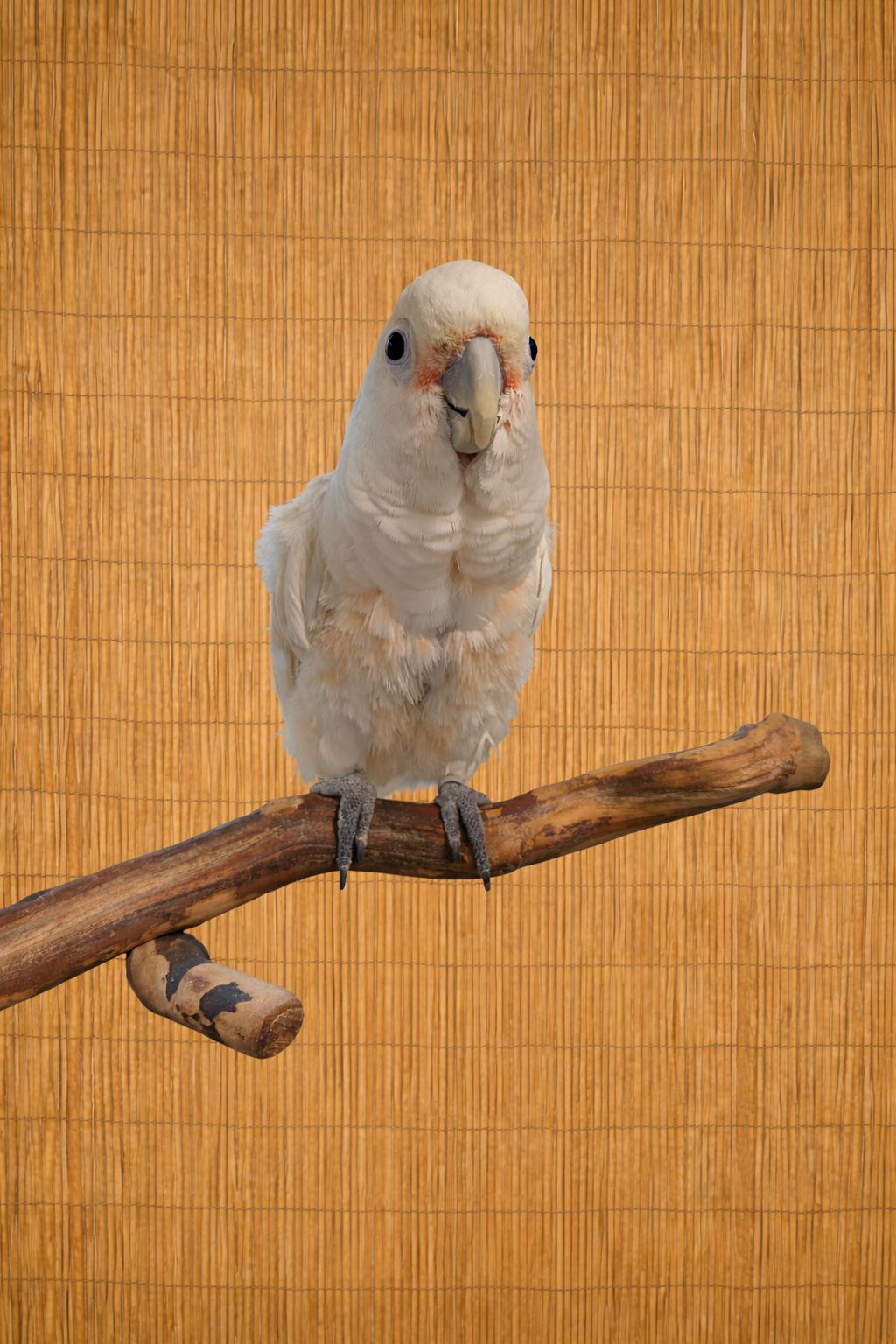Melrose The M YO Goffins Cockatoo-Available Soon, a ADOPTABLE Cockatoo in Vancouver, WA image 3/4
