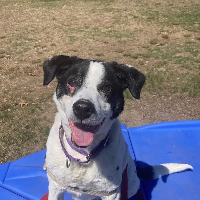 Enlarge MAX, a Adoptable mixed breed in Methuen, MA image 1/1