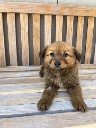 Reba, adopted, Puppy Female Shepherd.