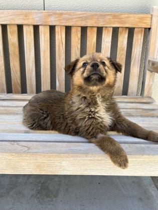 Enlarge Reba, an adopted mixed breed in Cashiers, NC image 2/3