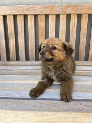 Enlarge Reba, an adopted mixed breed in Cashiers, NC image 3/3