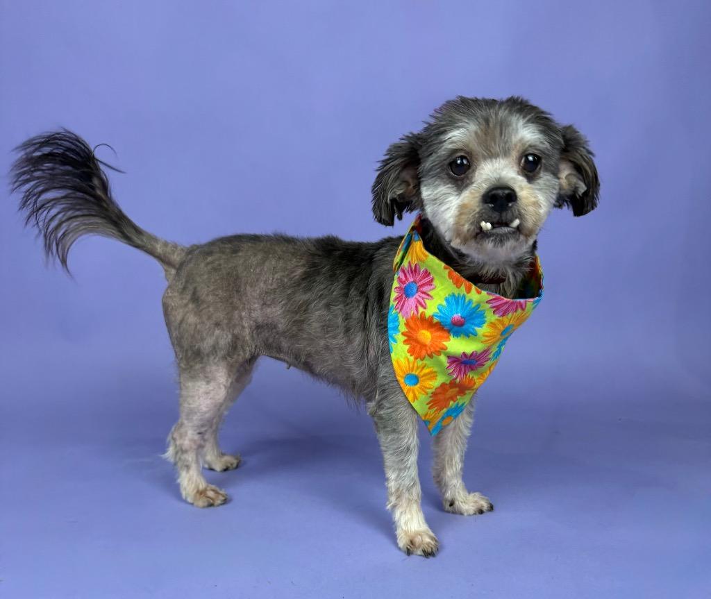 Enlarge Hope, a ADOPTABLE mixed breed in Alvin, TX image 1/5