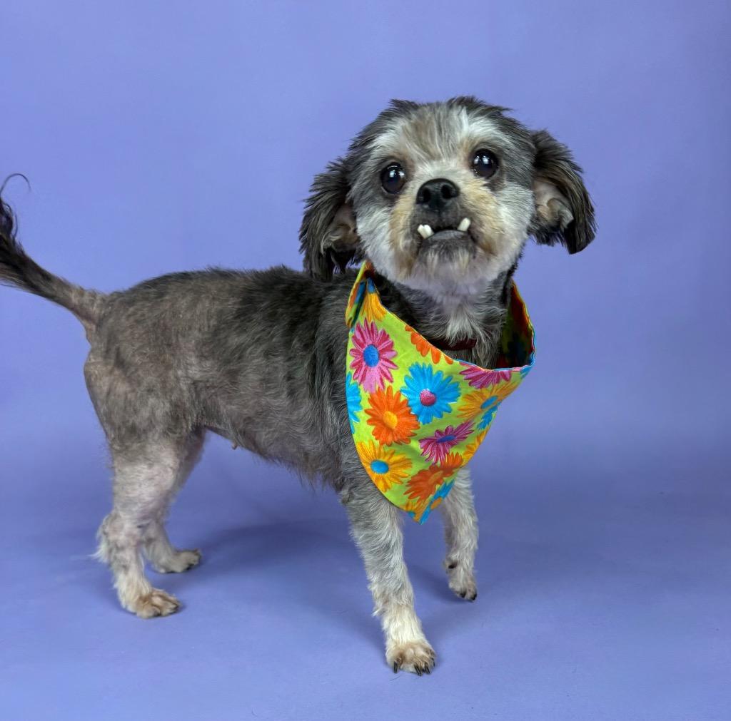 Enlarge Hope, a ADOPTABLE mixed breed in Alvin, TX image 2/5