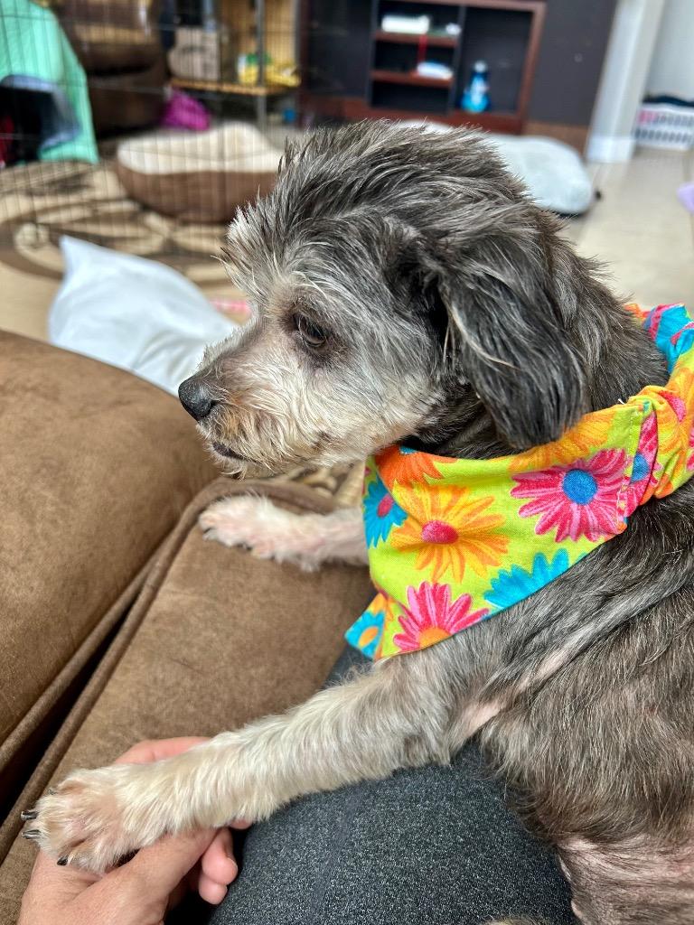 Enlarge Hope, a ADOPTABLE mixed breed in Alvin, TX image 5/5