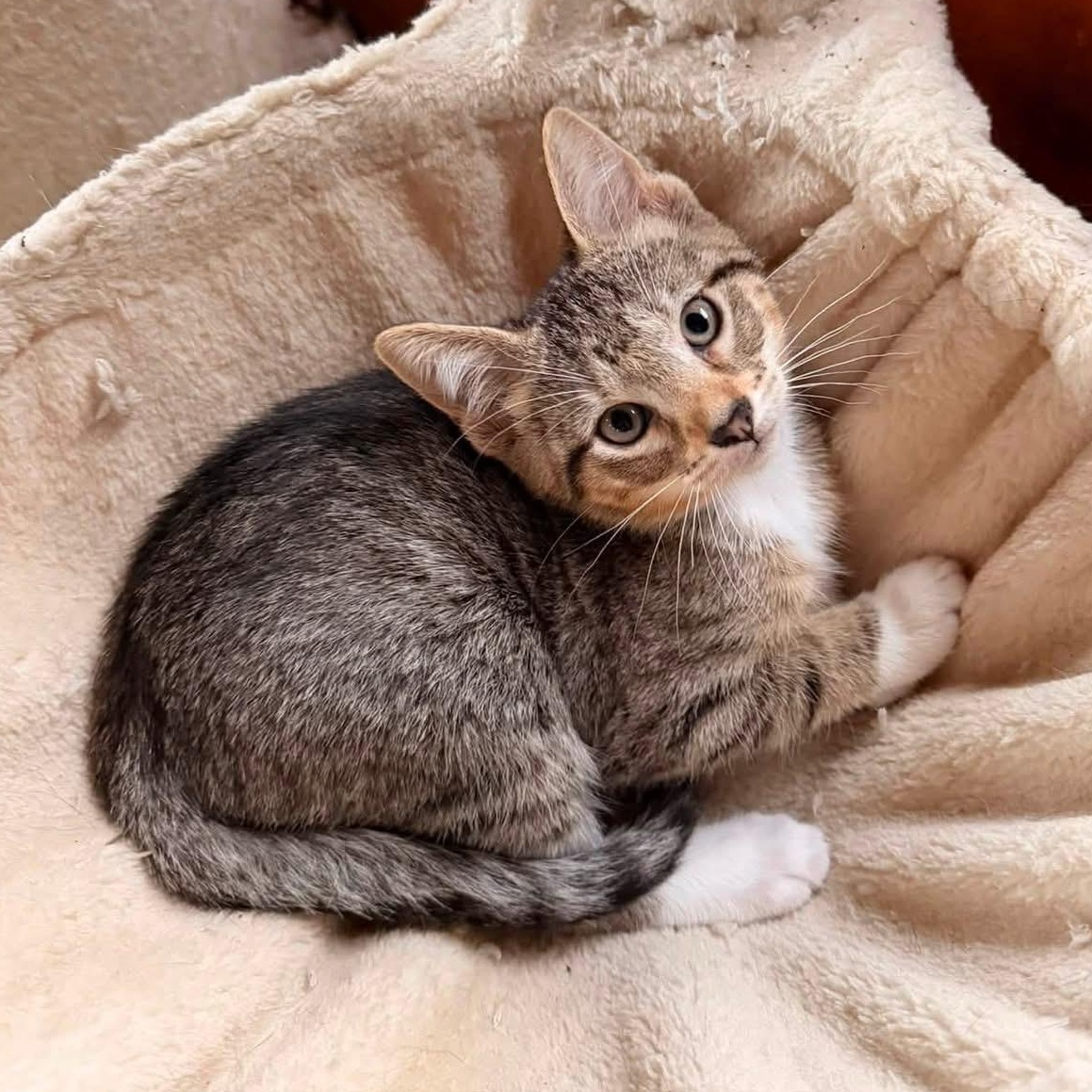 Tuna, Adoptable, Kitten Female Domestic Short Hair.