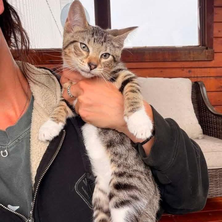 Tuna, a Adoptable Domestic Short Hair in McHenry, IL image 2/2