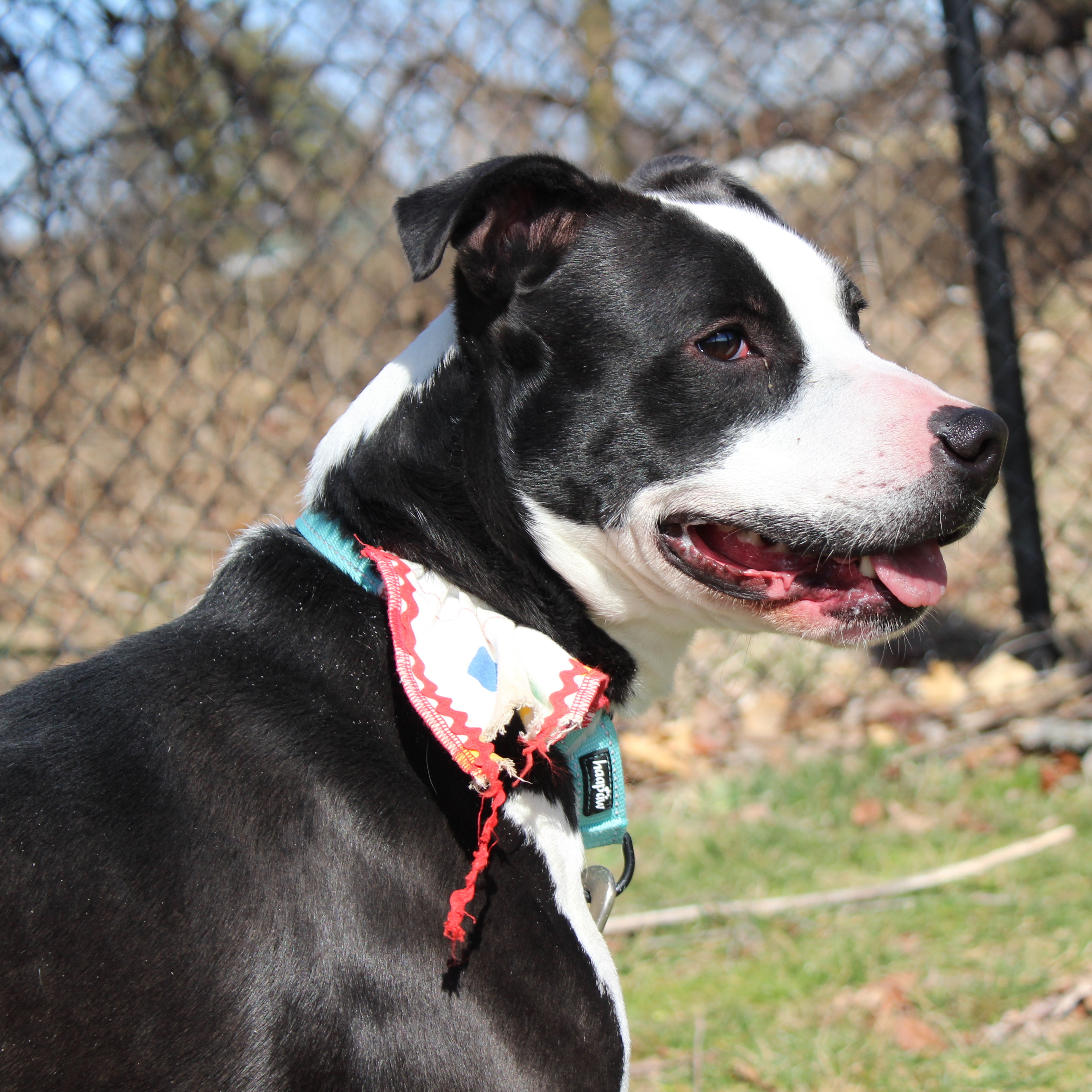 Vinnie, a Adoptable mixed breed in Springfield, MO image 5/6