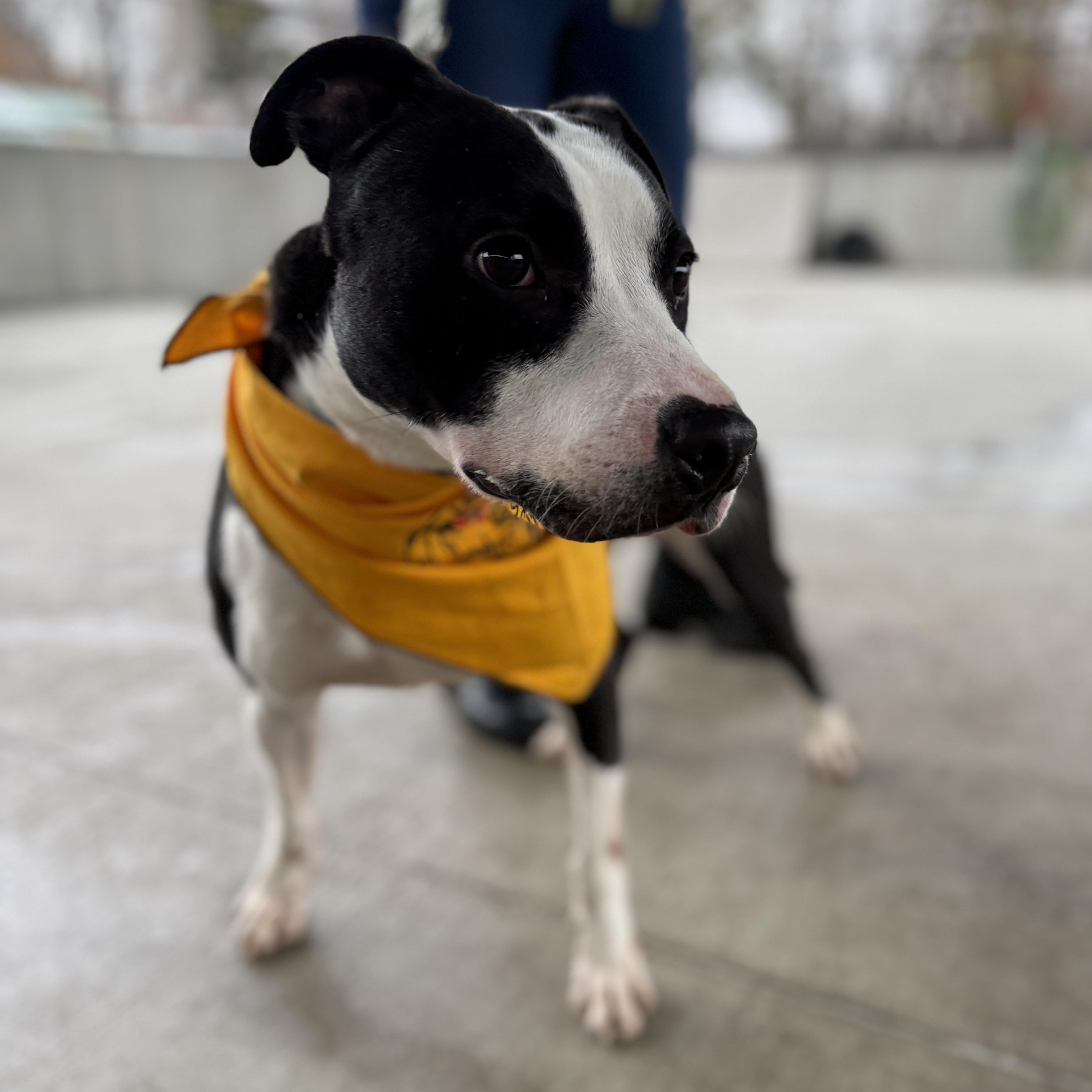 Vinnie, a Adoptable mixed breed in Springfield, MO image 3/6