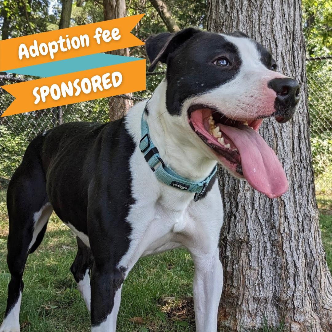 Vinnie, Adoptable, Adult Male Pit Bull Terrier & Terrier.