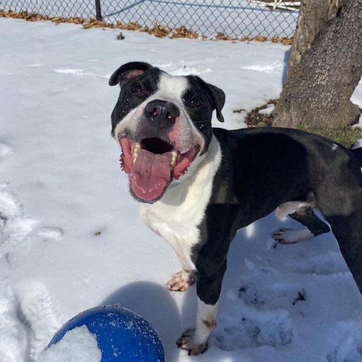 Vinnie, a Adoptable mixed breed in Springfield, MO image 2/6