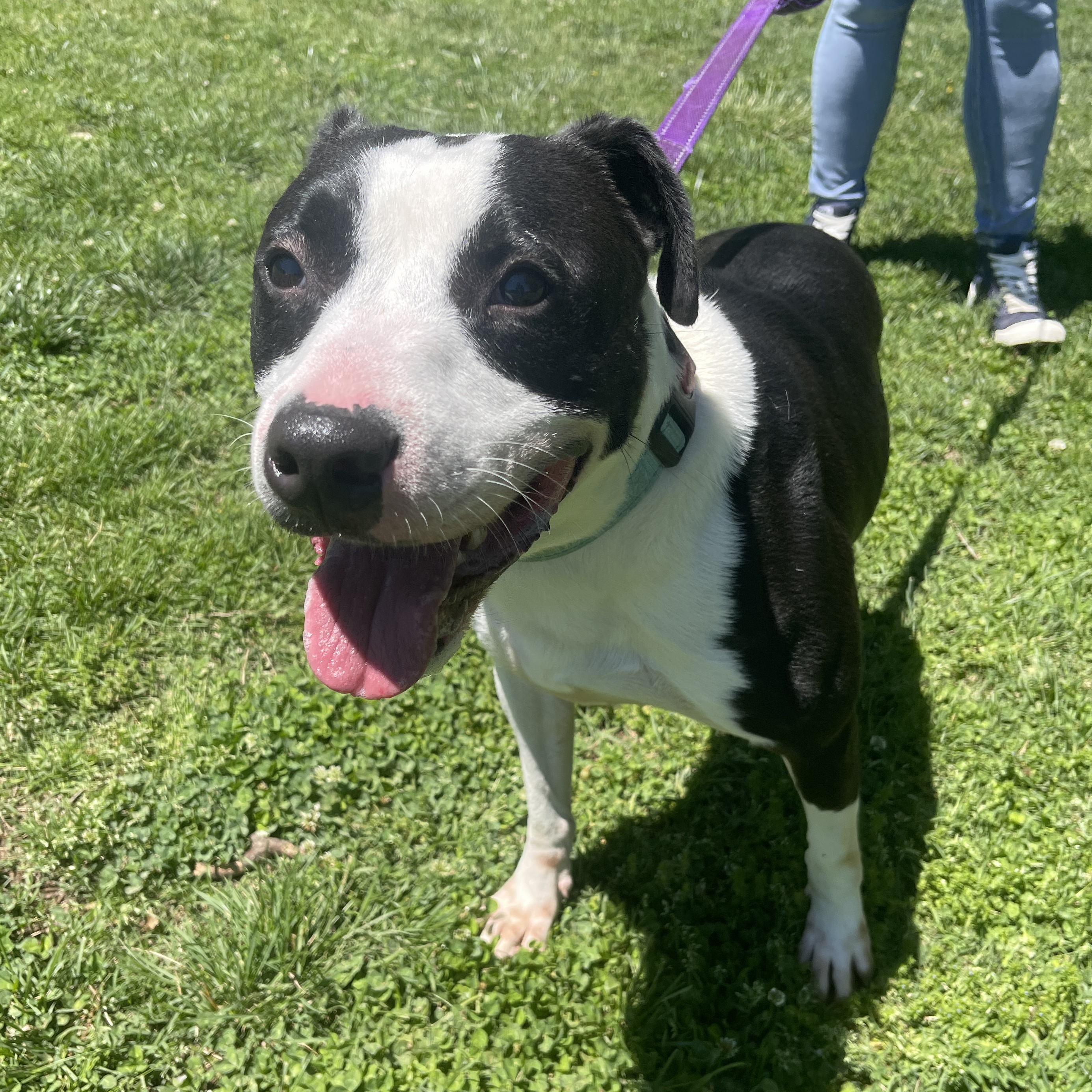 Vinnie, a Adoptable mixed breed in Springfield, MO image 4/6