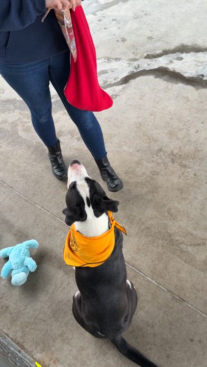 Enlarge Vinnie, a Adoptable mixed breed in Springfield, MO video 6/6