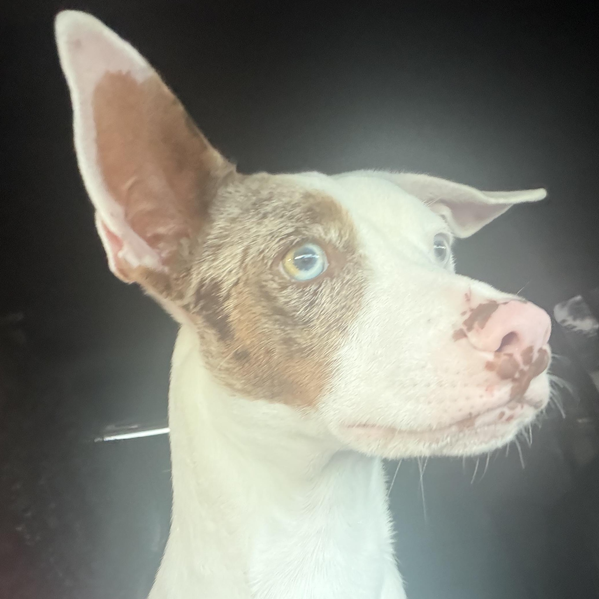 Blue, Adoptable, Young Male Bull Terrier.