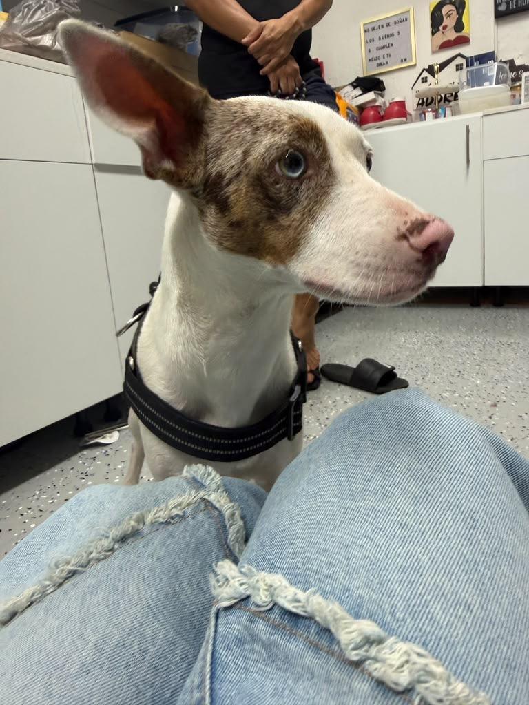 Enlarge Blue, a Adoptable Bull Terrier in palm beach gardens, FL image 2/5