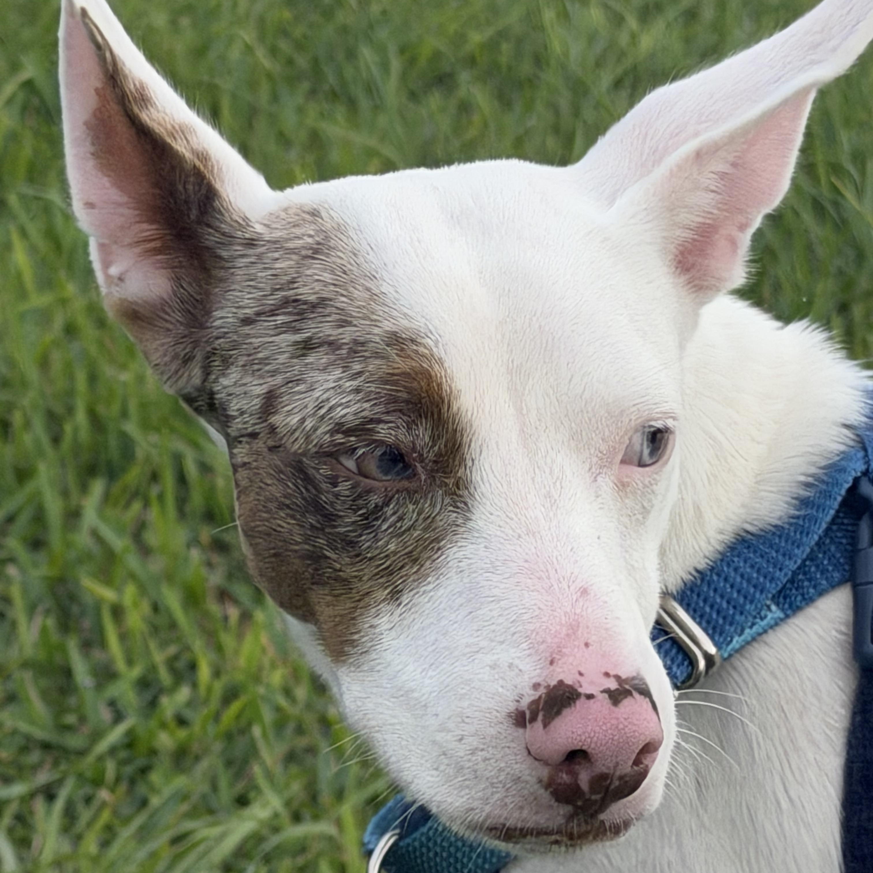 Enlarge Blue, a Adoptable Bull Terrier in palm beach gardens, FL image 3/5