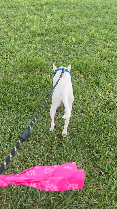 Enlarge Blue, a Adoptable Bull Terrier in palm beach gardens, FL video 4/5