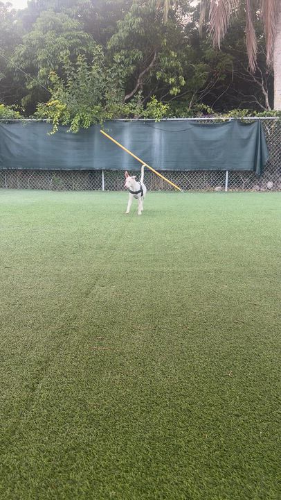 Enlarge Blue, a Adoptable Bull Terrier in palm beach gardens, FL video 5/5