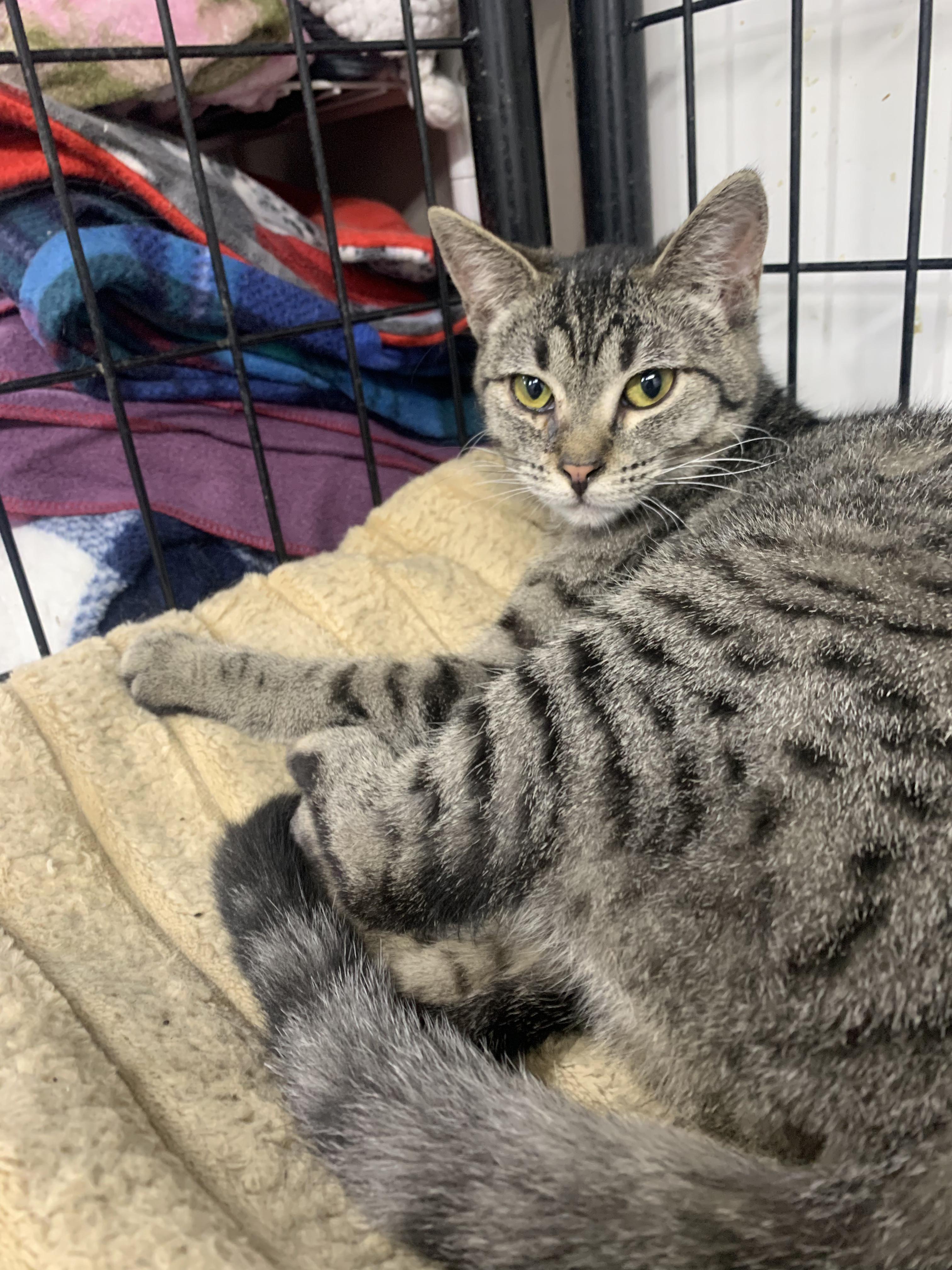 Miss Piggy, a Adoptable Domestic Short Hair in Independence, IA image 1/2