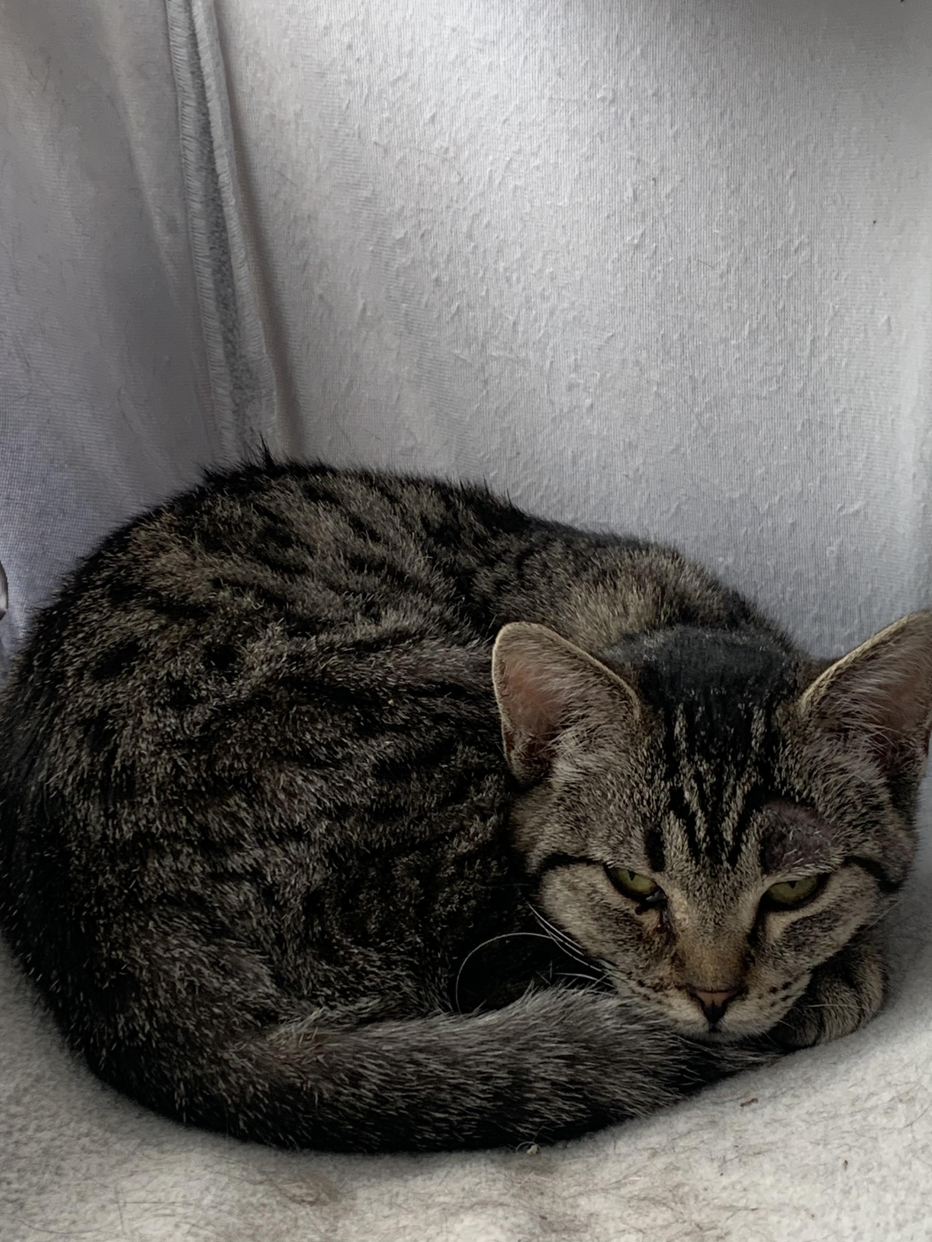 Miss Piggy, a Adoptable Domestic Short Hair in Independence, IA image 2/2