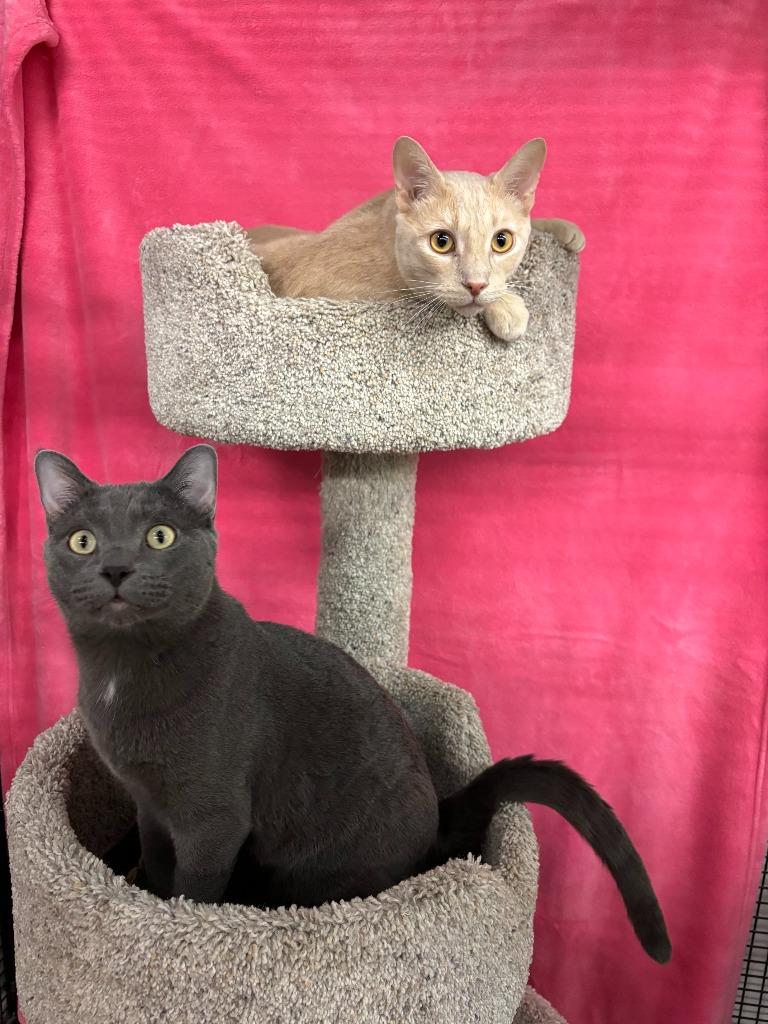 Enlarge Hopper / Bitters, a Adoptable mixed breed in Peoria, AZ image 5/6