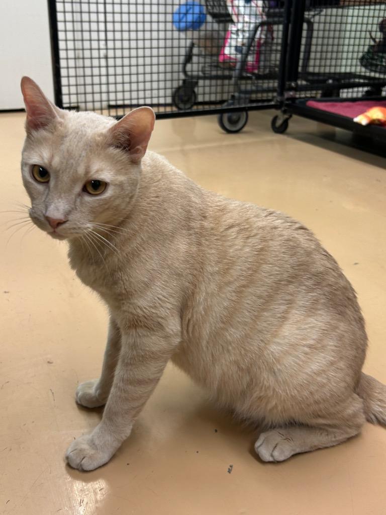 Enlarge Hopper / Bitters, a Adoptable mixed breed in Peoria, AZ image 6/6