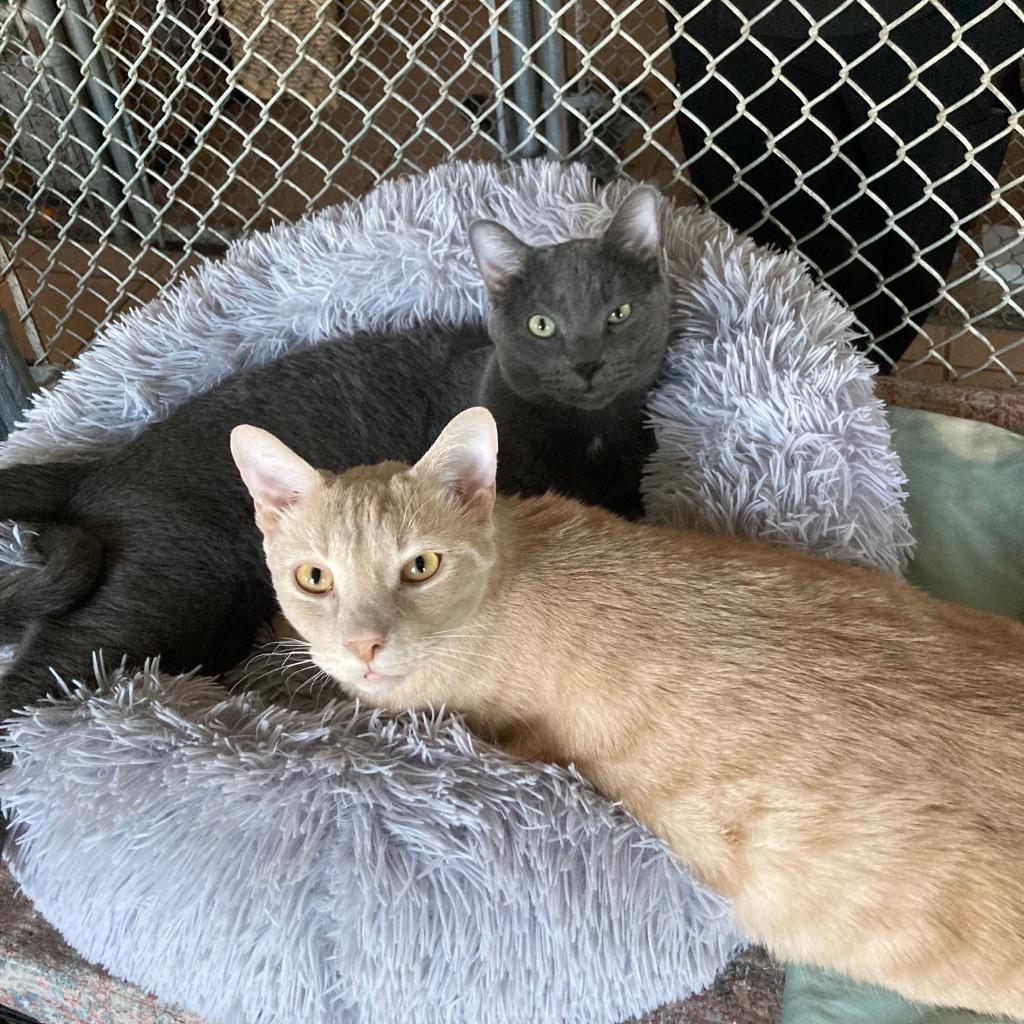 Hopper / Bitters, Adoptable, Young Male Domestic Short Hair.